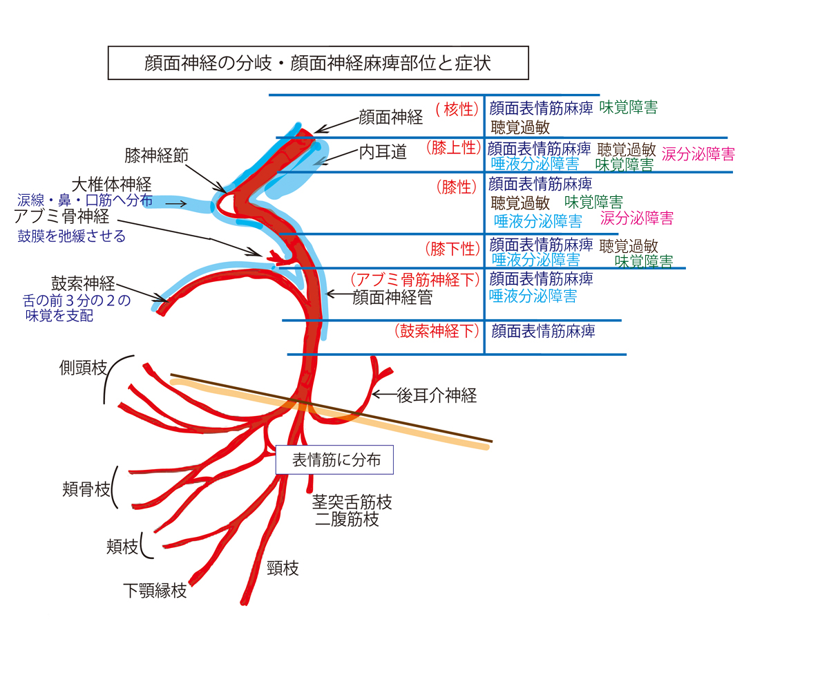 顔面神経麻痺でお悩みの方へ 岡山の鍼灸院痛みと痺れの治療院顔面神経麻痺などご相談下さい